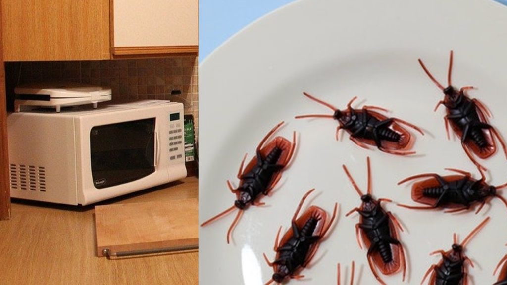 Cómo eliminar los huevecillos de cucarachas del microondas y muebles de la cocina definitivamente Cómo eliminar los huevecillos de cucarachas del microondas y muebles de la cocina definitivamente