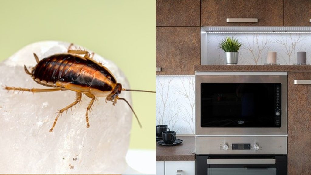 Cómo eliminar los huevecillos de cucarachas del microondas y muebles de la cocina definitivamente Cómo eliminar los huevecillos de cucarachas del microondas y muebles de la cocina definitivamente