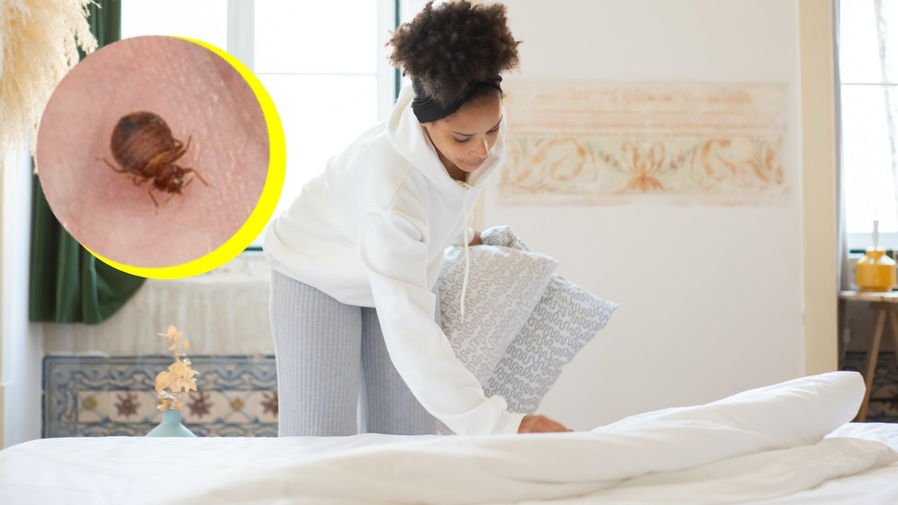 Cómo saber si ya no hay chinches en tu cama y muebles, ¿las eliminaste ...