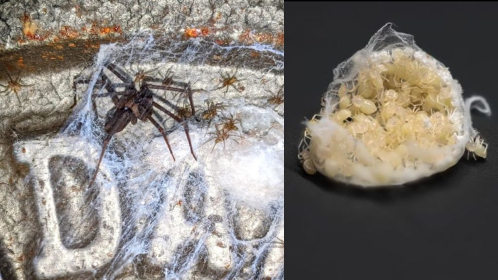 2 Poderosos trucos para eliminar los huevos de araña violinista y las arañas bebés sin 2 Poderosos trucos para eliminar los huevos de araña violinista y las arañas bebés sin