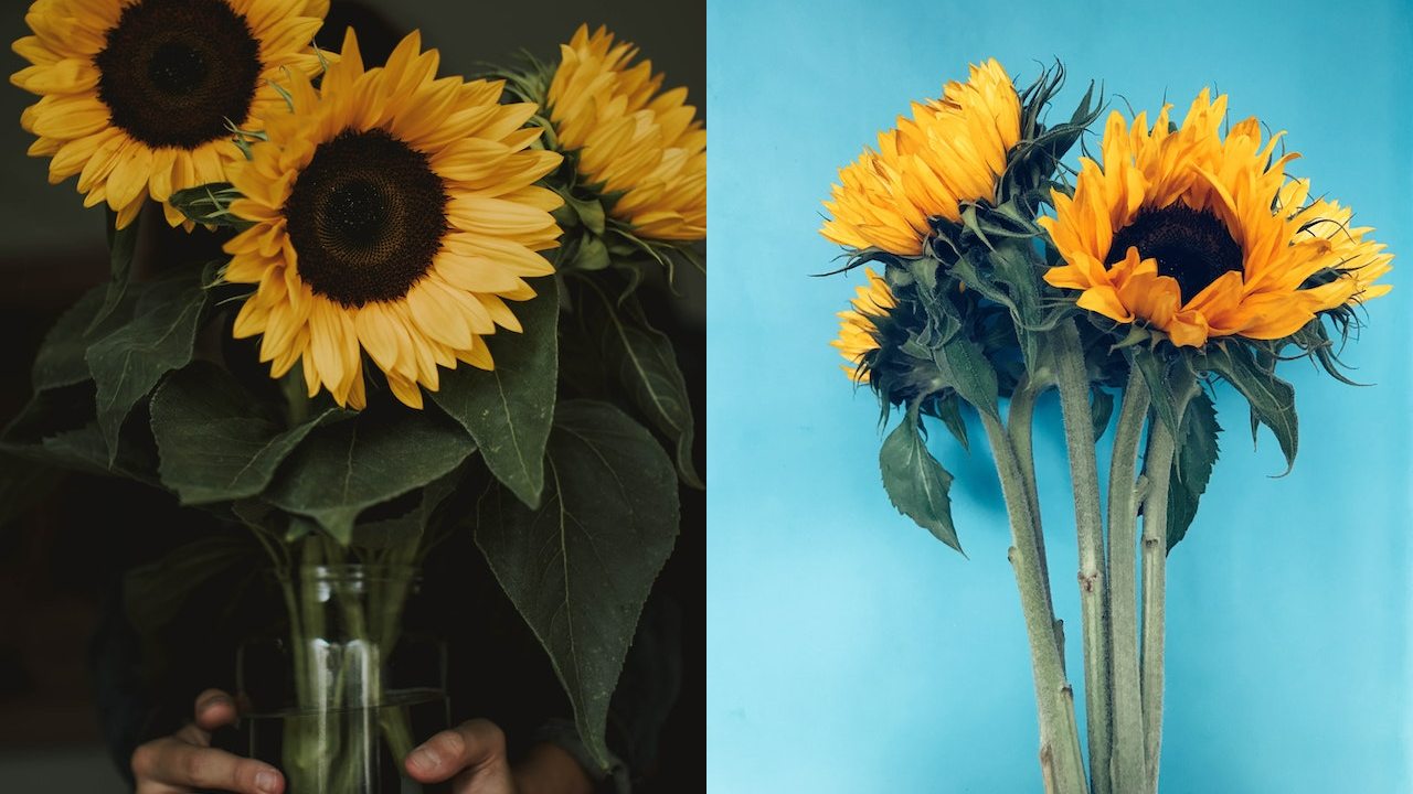 regalar flores amarillas 21 de septiembre
